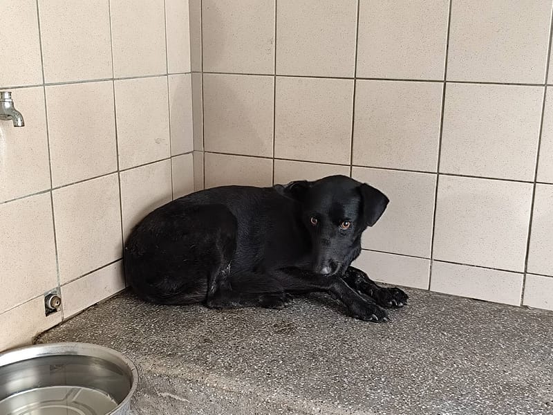 【待認養】混種犬 狗 (女生) - 高雄市燕巢動物保護關愛園區