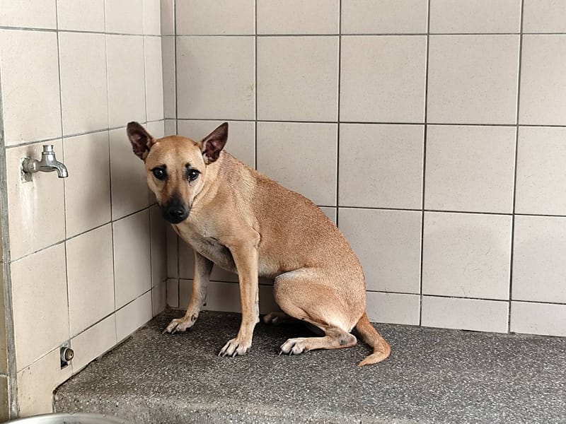 【待認養】混種犬 狗 (女生) - 高雄市燕巢動物保護關愛園區