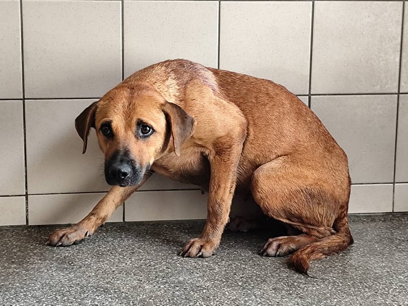 【待認養】混種犬 狗 (女生) - 高雄市燕巢動物保護關愛園區