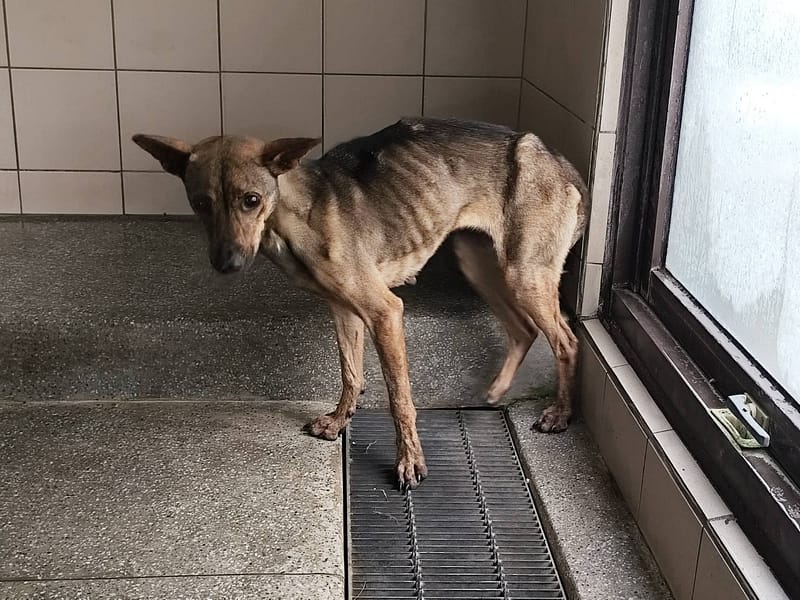 【待認養】混種犬 狗 (女生) - 高雄市燕巢動物保護關愛園區