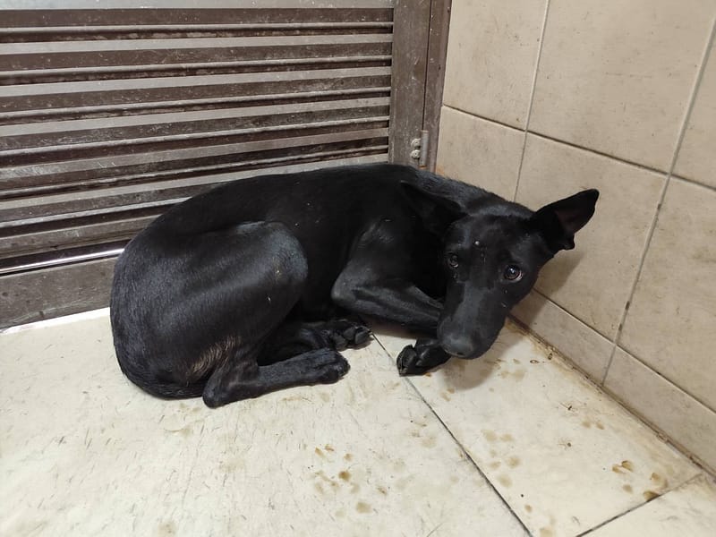 【待認養】混種犬 狗 (女生) - 高雄市燕巢動物保護關愛園區