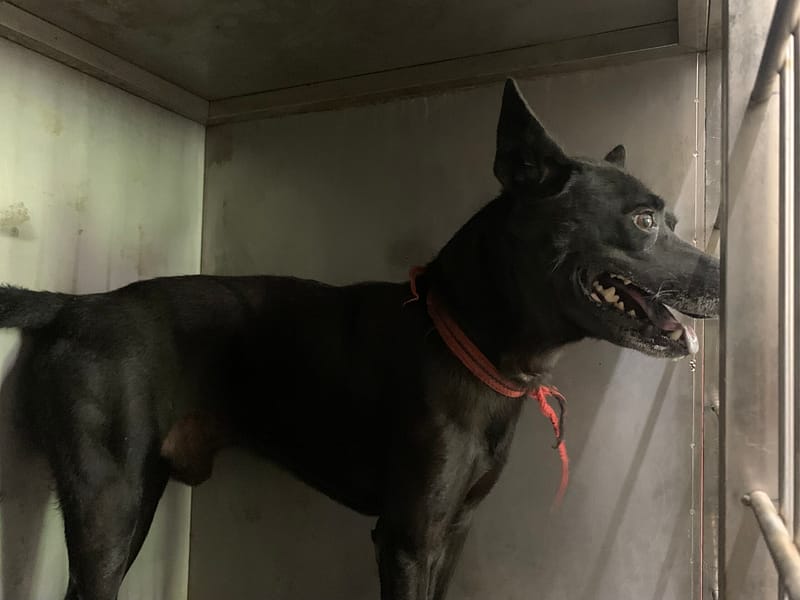 【待認養】混種犬 狗 (男生) - 臺北市動物之家