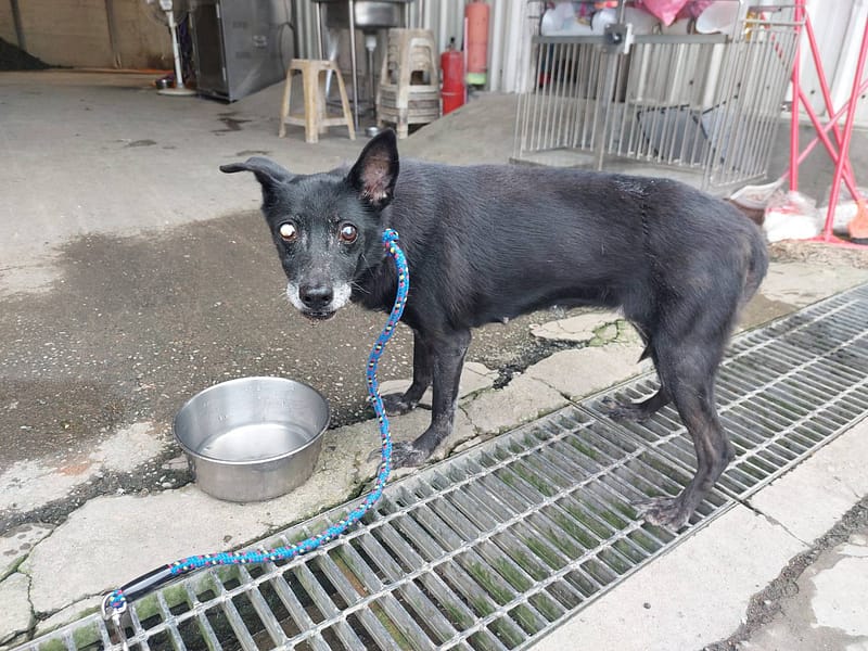 【待認養】混種犬 狗 (女生) - 新北市中和區公立動物之家