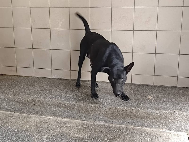 【待認養】混種犬 狗 (女生) - 高雄市燕巢動物保護關愛園區