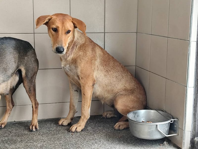 【待認養】混種犬 狗 (女生) - 高雄市燕巢動物保護關愛園區