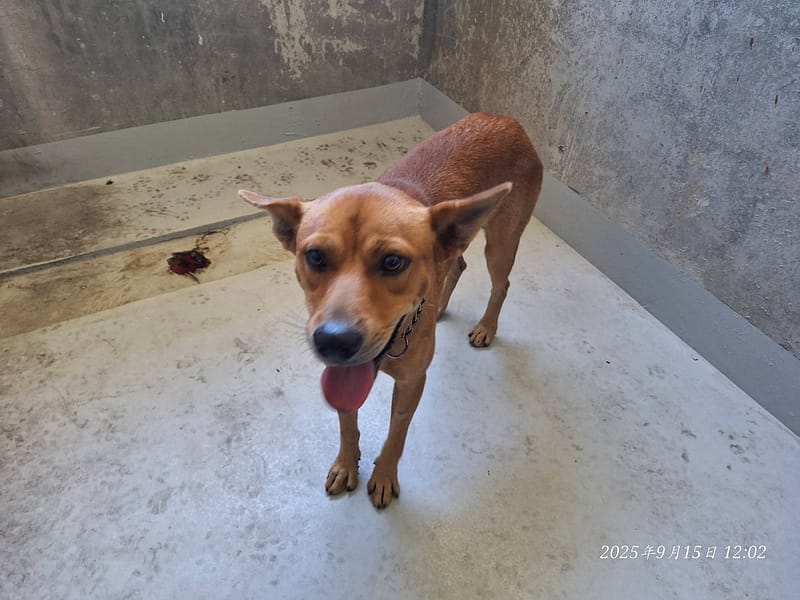【待認養】混種犬 狗 (女生) - 基隆市寵物銀行