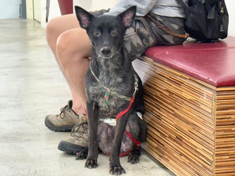 【待認養】混種犬 狗 (男生) - 臺北市動物之家