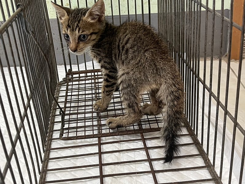 【待認養】混種貓 貓 (男生) - 金門縣動物收容中心