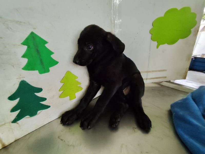 【待認養】混種犬 狗 (男生) - 高雄市燕巢動物保護關愛園區