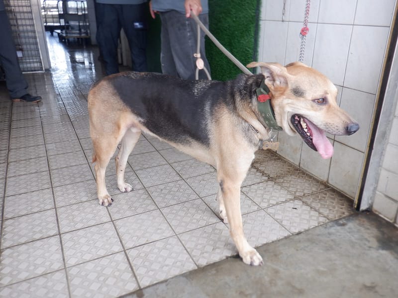 【待認養】混種犬 狗 (男生) - 南投縣公立動物收容所