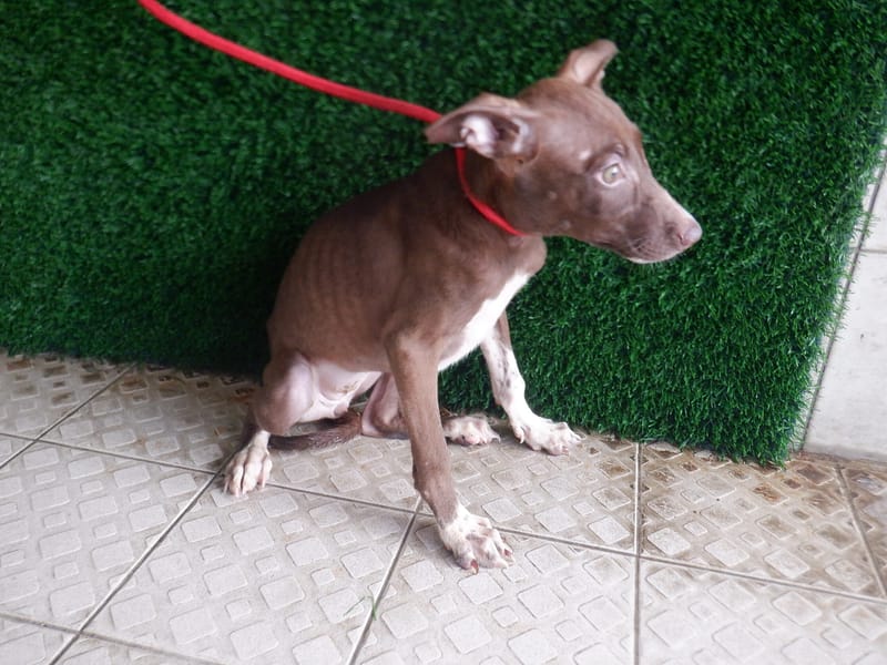 【待認養】混種犬 狗 (女生) - 南投縣公立動物收容所