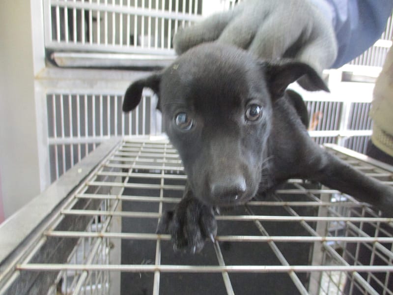【待認養】混種犬 狗 (女生) - 高雄市壽山動物保護教育園區