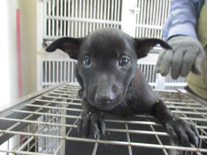【待認養】混種犬 狗 (女生) - 高雄市壽山動物保護教育園區
