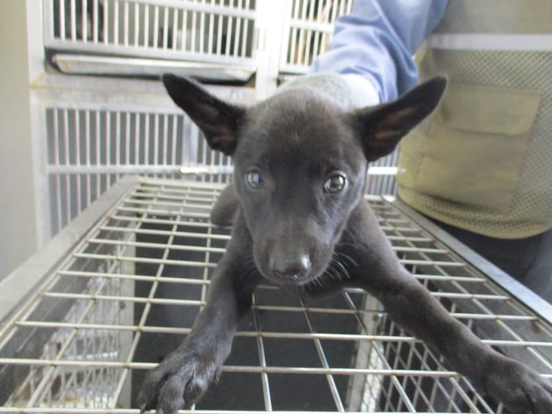 【待認養】混種犬 狗 (女生) - 高雄市壽山動物保護教育園區