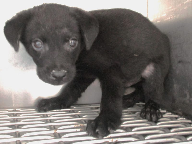 【待認養】混種犬 狗 (男生) - 高雄市壽山動物保護教育園區
