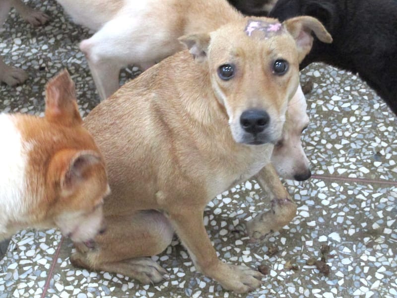 【待認養】混種犬 狗 (女生) - 高雄市壽山動物保護教育園區