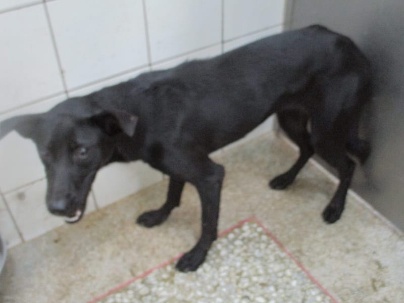 【待認養】混種犬 狗 (女生) - 高雄市壽山動物保護教育園區