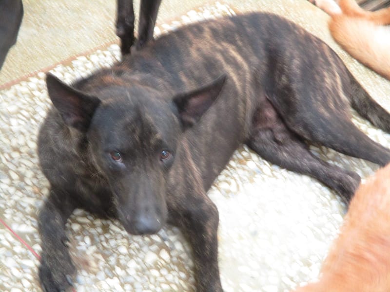 【待認養】混種犬 狗 (男生) - 高雄市壽山動物保護教育園區