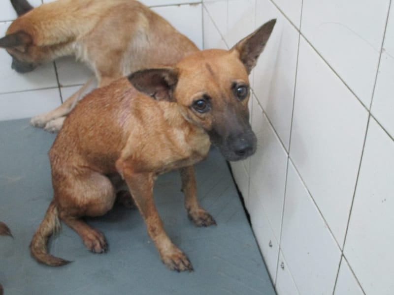 【待認養】混種犬 狗 (女生) - 高雄市壽山動物保護教育園區
