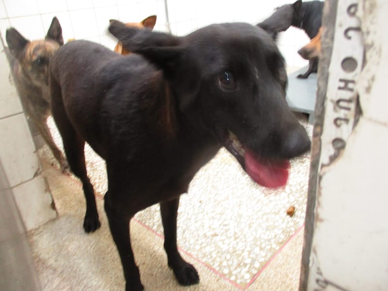 【待認養】混種犬 狗 (女生) - 高雄市壽山動物保護教育園區