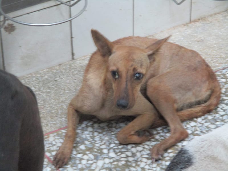 【待認養】混種犬 狗 (女生) - 高雄市壽山動物保護教育園區