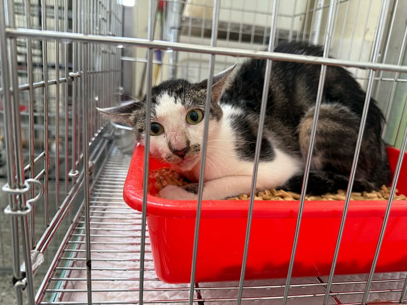 【待認養】混種貓 貓 (男生) - 基隆市寵物銀行