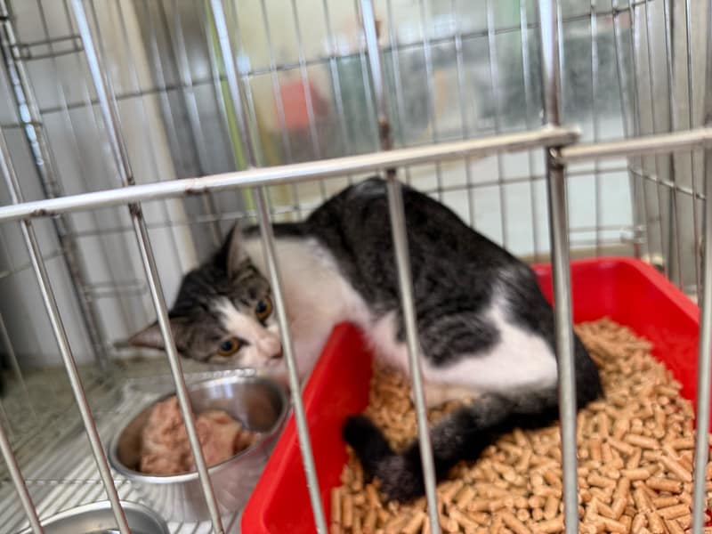 【待認養】混種貓 貓 (女生) - 基隆市寵物銀行