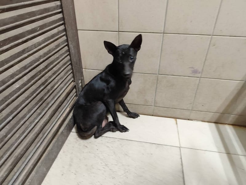 【待認養】混種犬 狗 (女生) - 高雄市燕巢動物保護關愛園區