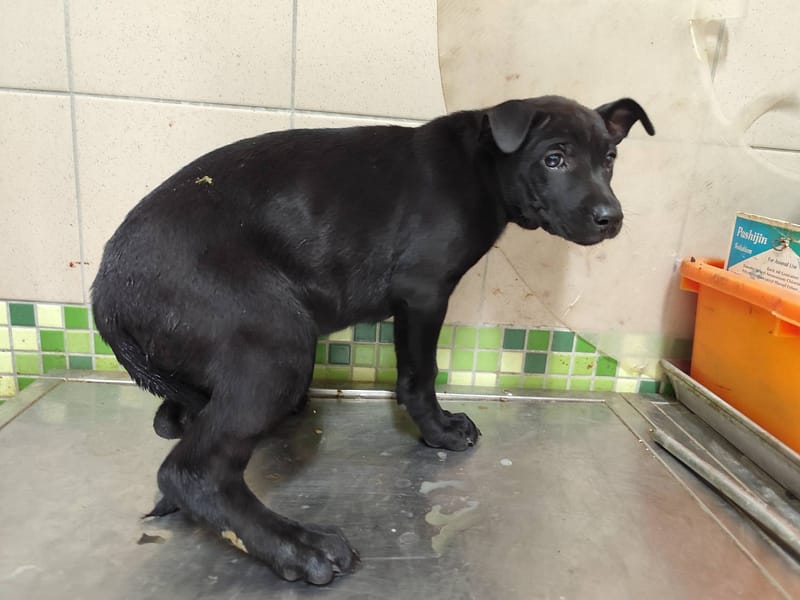 【待認養】混種犬 狗 (女生) - 高雄市燕巢動物保護關愛園區