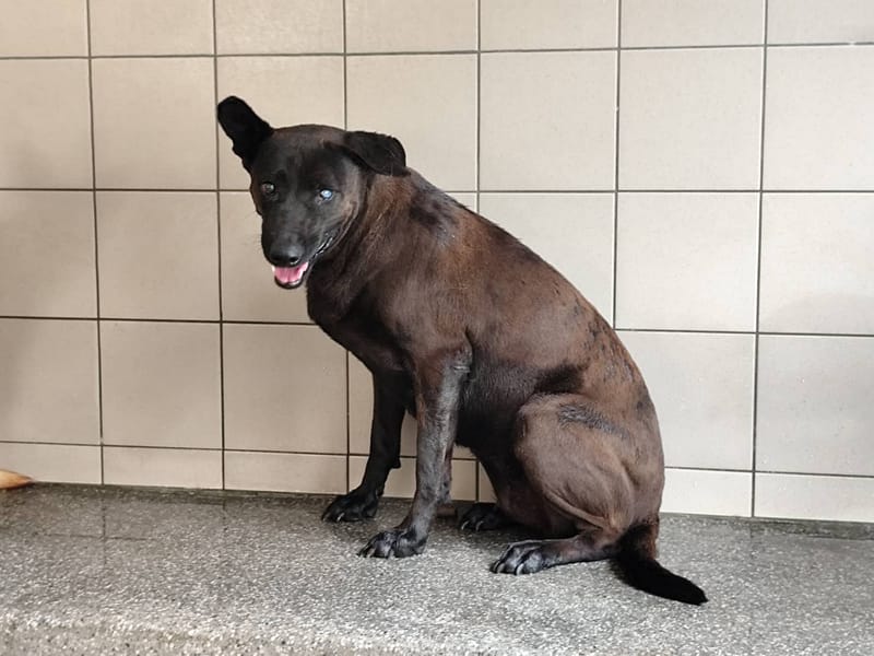 【待認養】混種犬 狗 (女生) - 高雄市燕巢動物保護關愛園區