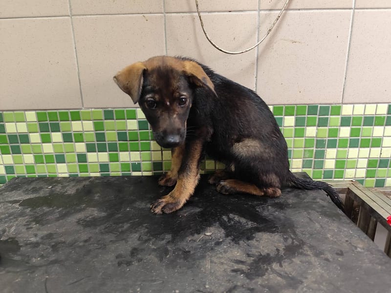 【待認養】混種犬 狗 (女生) - 高雄市燕巢動物保護關愛園區