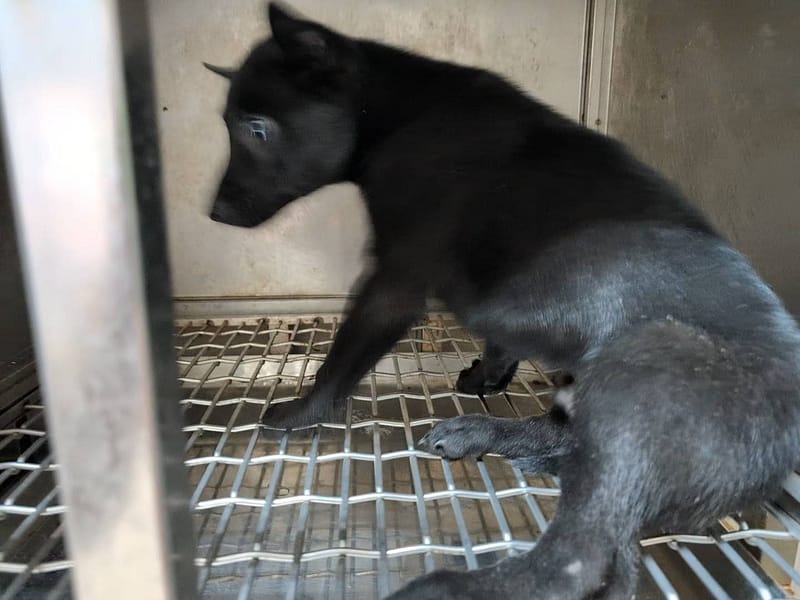【待認養】混種犬 狗 (女生) - 高雄市燕巢動物保護關愛園區