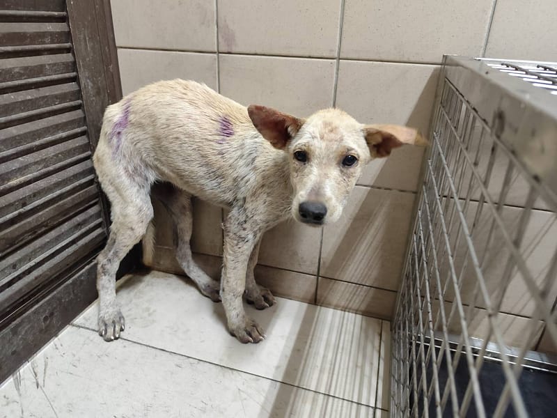 【待認養】混種犬 狗 (女生) - 高雄市燕巢動物保護關愛園區