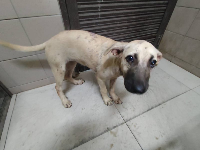 【待認養】混種犬 狗 (女生) - 高雄市燕巢動物保護關愛園區