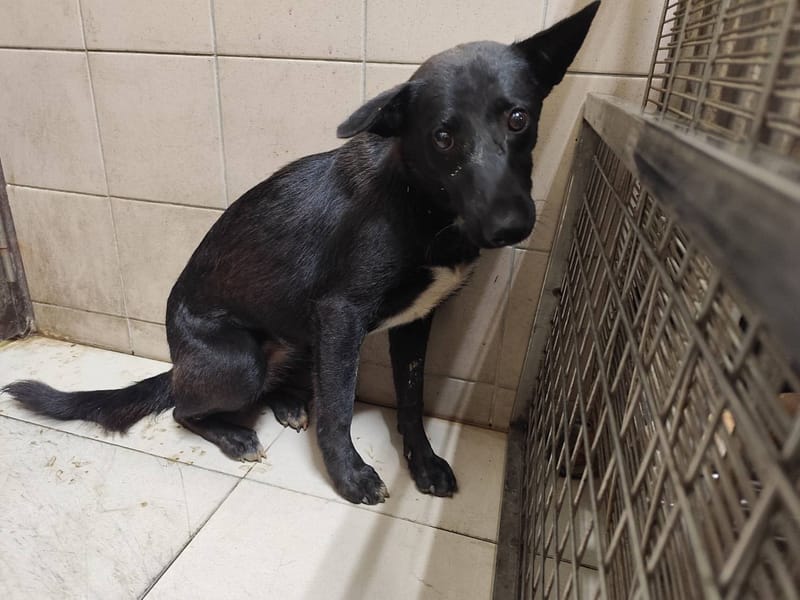 【待認養】混種犬 狗 (女生) - 高雄市燕巢動物保護關愛園區