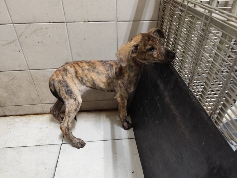 【待認養】混種犬 狗 (女生) - 高雄市燕巢動物保護關愛園區