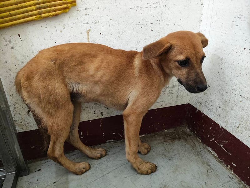 【待認養】混種犬 狗 (女生) - 高雄市燕巢動物保護關愛園區