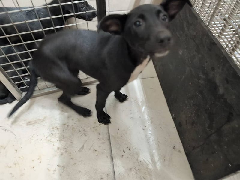 【待認養】混種犬 狗 (女生) - 高雄市燕巢動物保護關愛園區