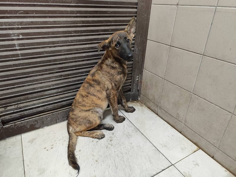 【待認養】混種犬 狗 (女生) - 高雄市燕巢動物保護關愛園區