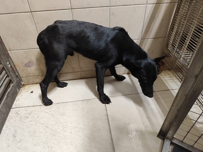 【待認養】混種犬 狗 (男生) - 高雄市燕巢動物保護關愛園區