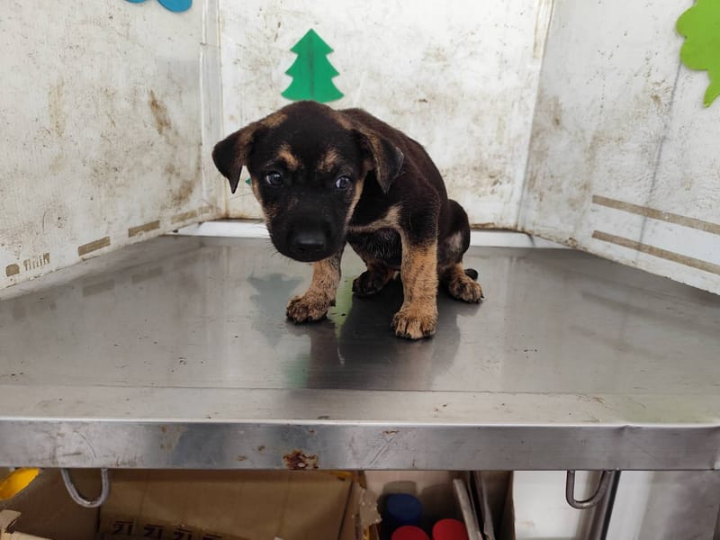 【待認養】混種犬 狗 (女生) - 高雄市燕巢動物保護關愛園區