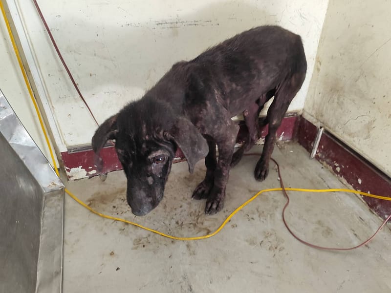 【待認養】混種犬 狗 (男生) - 高雄市燕巢動物保護關愛園區