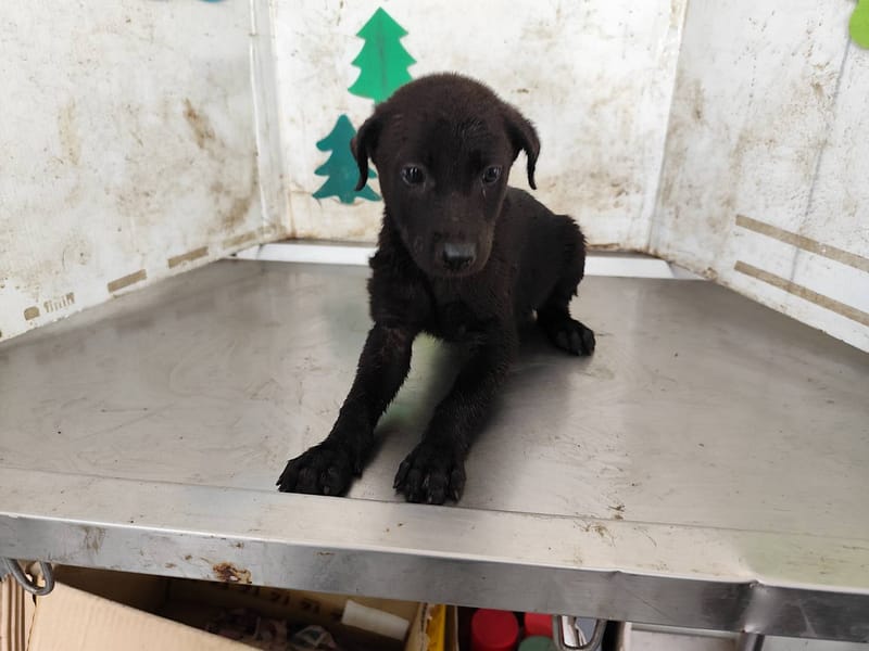 【待認養】混種犬 狗 (男生) - 高雄市燕巢動物保護關愛園區