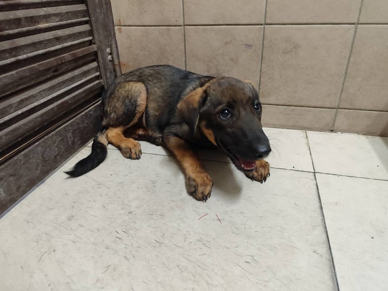 【待認養】混種犬 狗 (男生) - 高雄市燕巢動物保護關愛園區