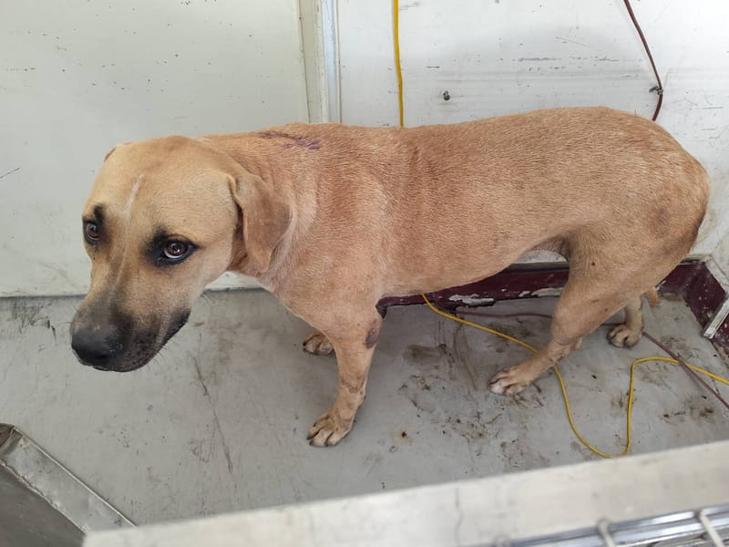 【待認養】混種犬 狗 (女生) - 高雄市燕巢動物保護關愛園區