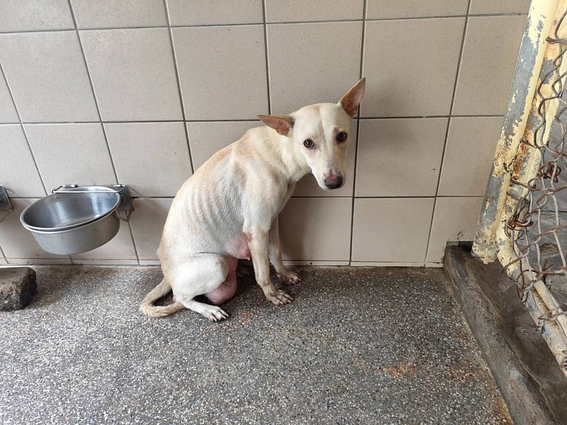 【待認養】混種犬 狗 (女生) - 高雄市燕巢動物保護關愛園區