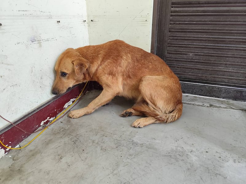 【待認養】混種犬 狗 (男生) - 高雄市燕巢動物保護關愛園區