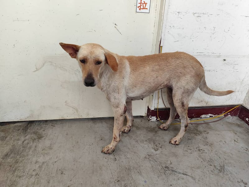 【待認養】混種犬 狗 (女生) - 高雄市燕巢動物保護關愛園區