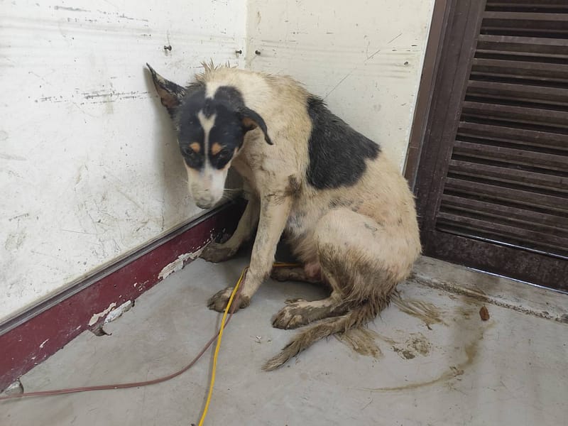 【待認養】混種犬 狗 (女生) - 高雄市燕巢動物保護關愛園區
