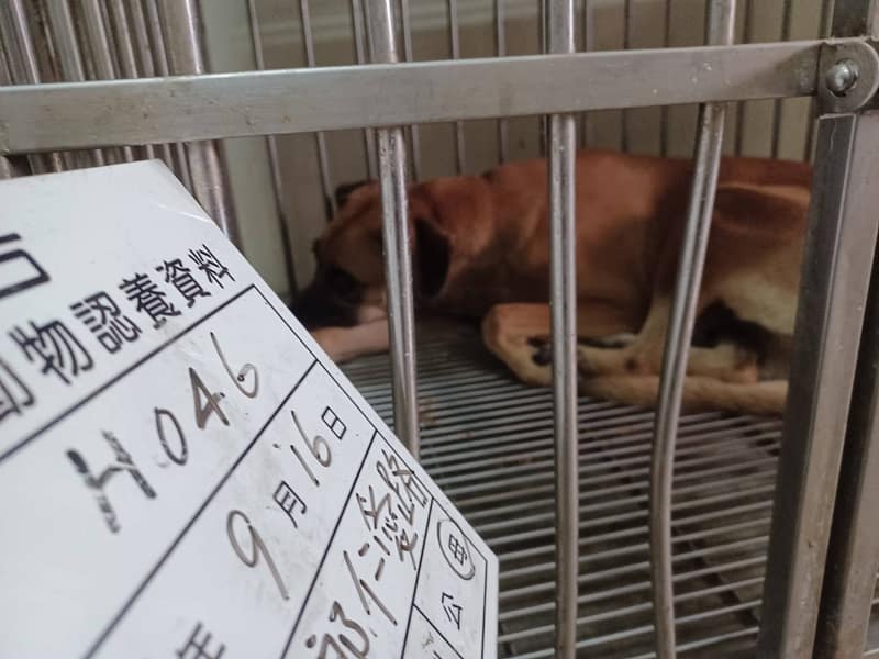 【待認養】混種犬 狗 (女生) - 雲林縣流浪動物收容所